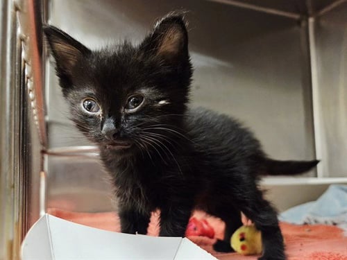 BATMAN - Domestic Short Hair available for adoption
