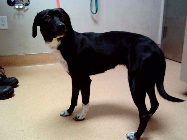 PAISLEY - Terrier for adoption in Vallejo