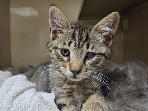 A1049228 - Domestic Short Hair available for adoption