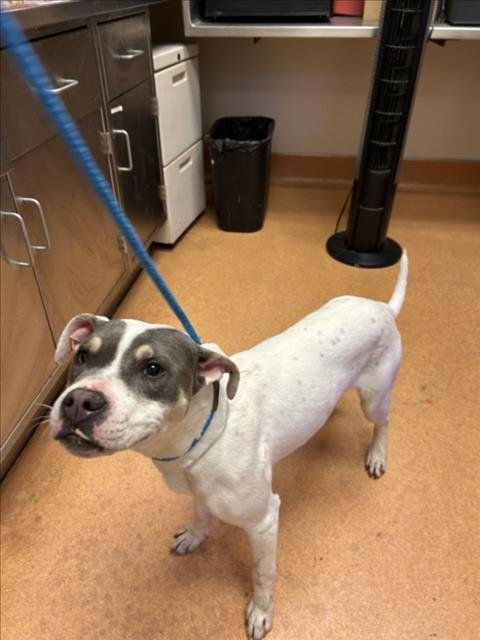 BARLEY - Pit Bull Terrier available for adoption