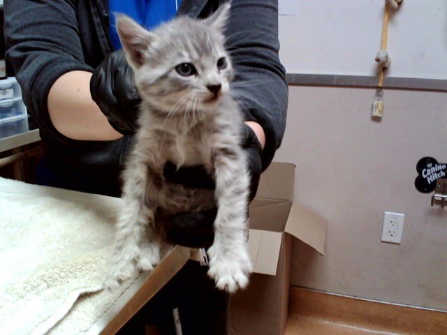 A1047990 Image
