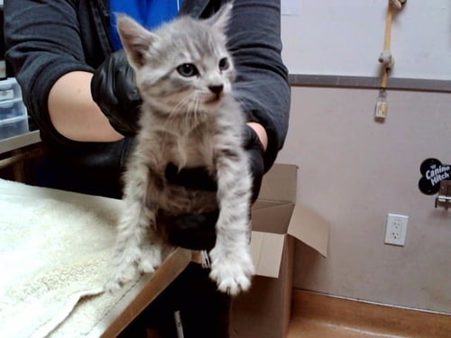 A1047990 - Domestic Short Hair available for adoption