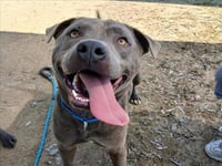 CHULA - Photo 1