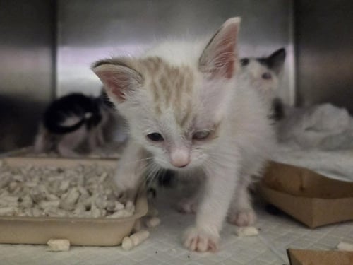 A1048898 - Domestic Short Hair available for adoption