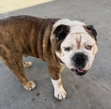 BEAR - Bulldog available for adoption