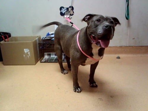WHISKEY - Pit Bull Terrier available for adoption