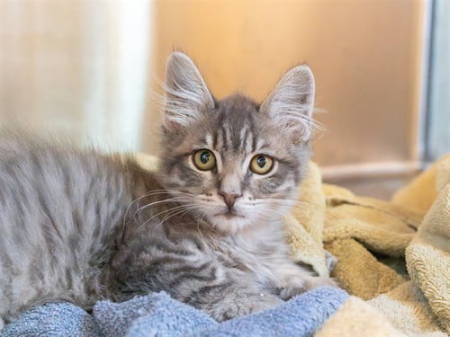 A1052973 - Domestic Medium Hair available for adoption