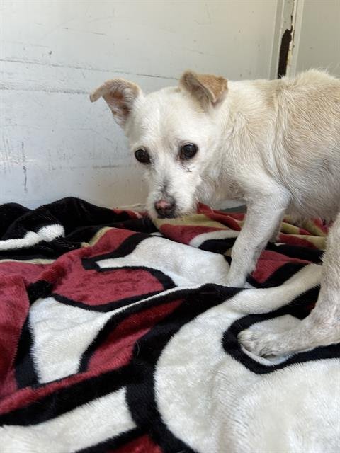 A1049789 - Chihuahua available for adoption