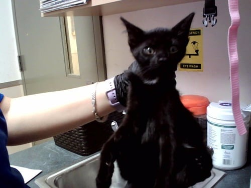 LUNA - Domestic Short Hair available for adoption