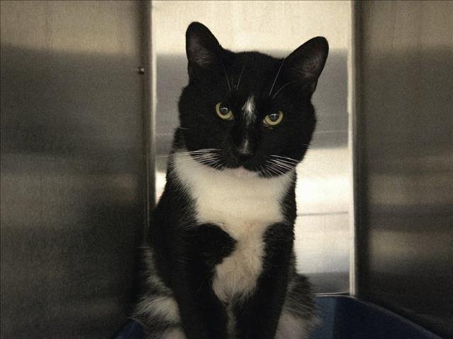 PING - Domestic Short Hair available for adoption