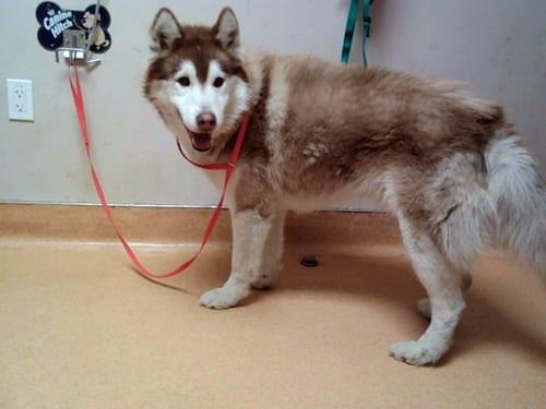 REESE - Siberian Husky available for adoption