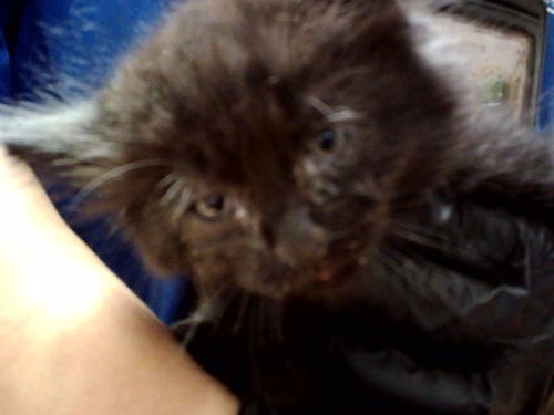 A1047412 - Domestic Medium Hair available for adoption