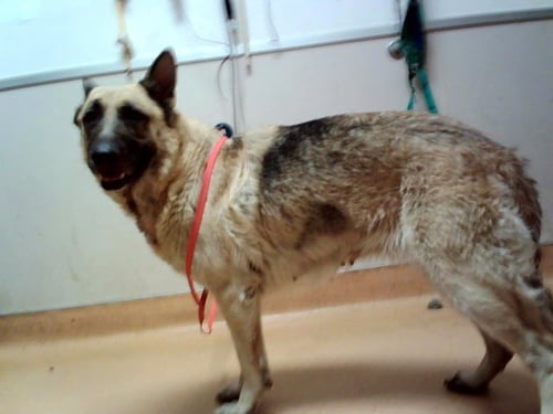 FABLE - German Shepherd Dog available for adoption