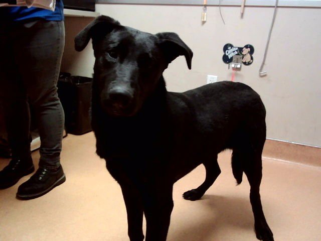 NOWA - Labrador Retriever available for adoption