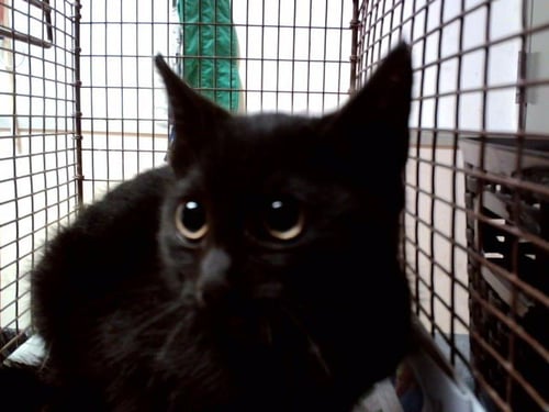 A1049714 - Domestic Short Hair available for adoption