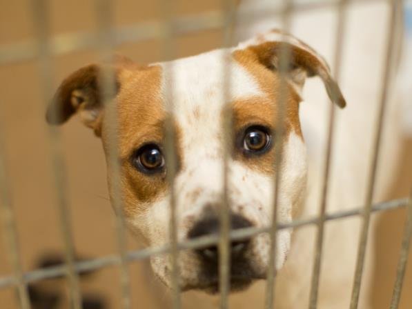 JACKIE - Pit Bull Terrier available for adoption