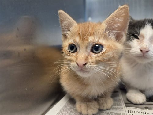 A1053165 - Domestic Short Hair available for adoption