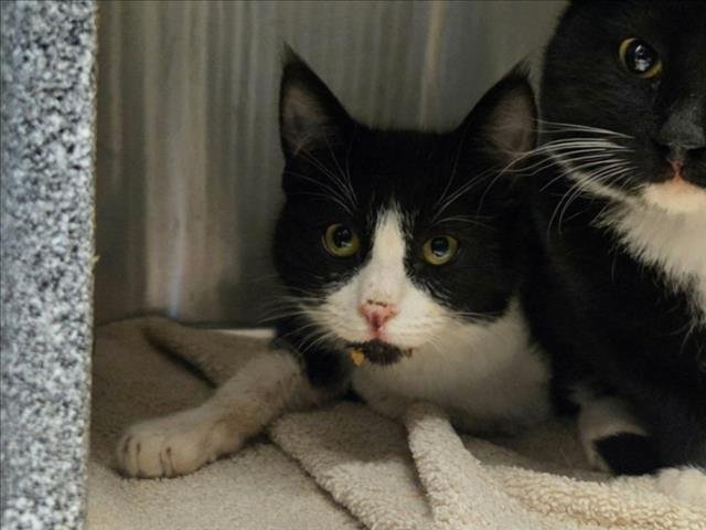 SPRINKLE - Domestic Short Hair available for adoption