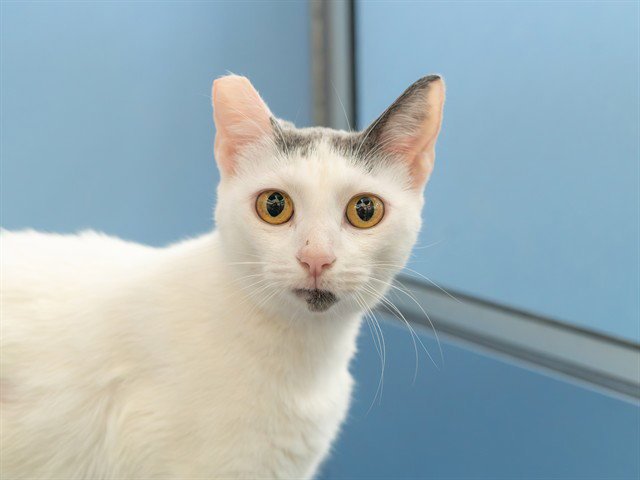 MAMA KITTY Image