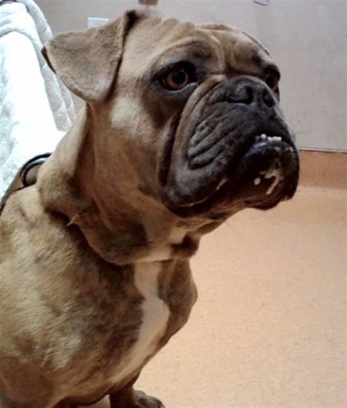 ANGEL - French Bulldog available for adoption