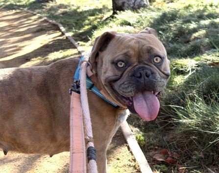 ANGEL - French Bulldog available for adoption