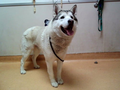 PATRICK STAR - Alaskan Malamute available for adoption
