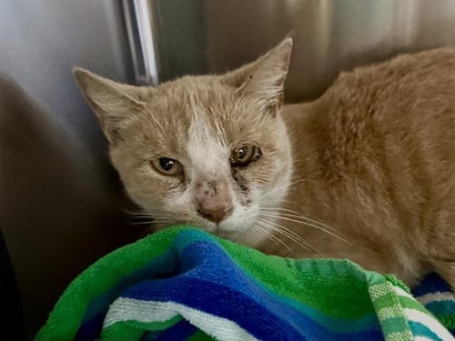 SPICE - Domestic Short Hair available for adoption