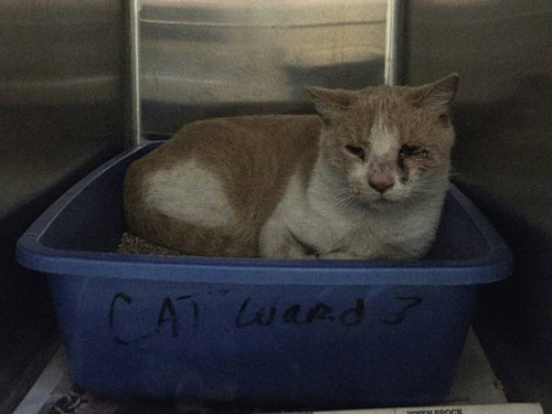 A1055442 - Domestic Short Hair available for adoption