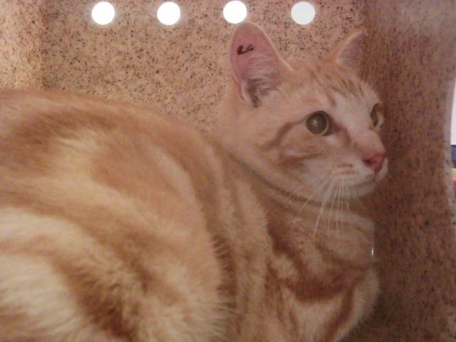 CHEDDAR - Domestic Short Hair available for adoption
