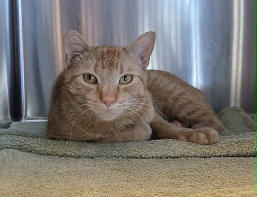 MANGO - Domestic Short Hair available for adoption