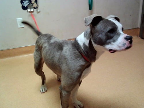 RIGBY - Pit Bull Terrier available for adoption