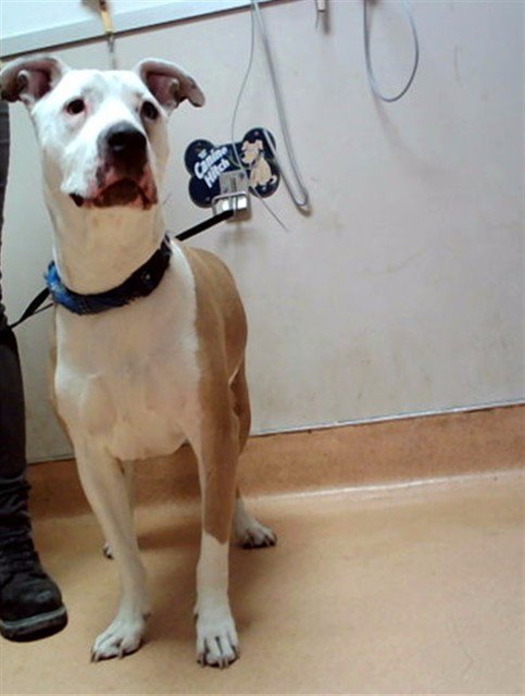 RAIDER - Pit Bull Terrier available for adoption