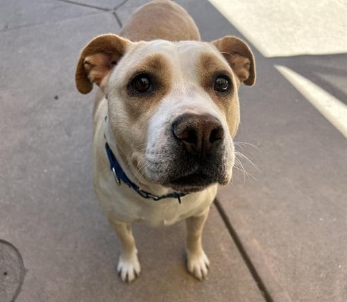 SUNNY - Pit Bull Terrier available for adoption