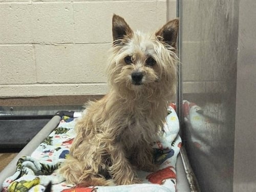 YOGI BEAR - Terrier available for adoption