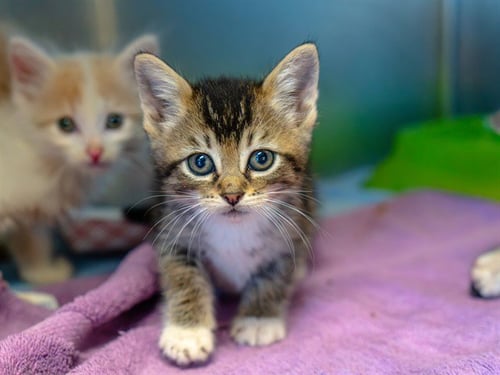 A1053989 - Domestic Short Hair available for adoption