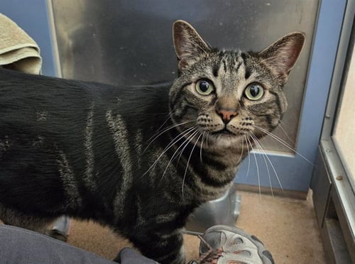 LOUIE - Domestic Short Hair available for adoption