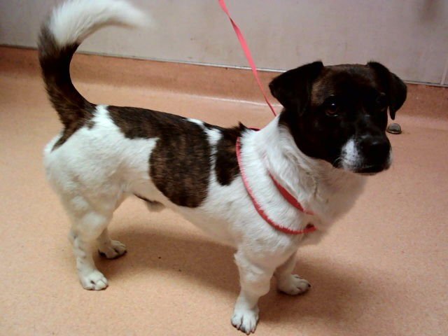 GERALD - Terrier available for adoption