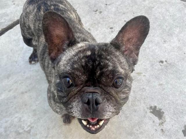 VITO Image