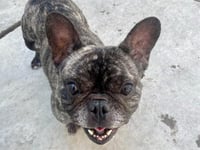 VITO - Photo 1