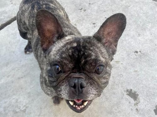 VITO - French Bulldog available for adoption