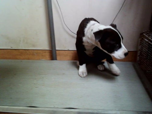MARTHA - Pit Bull Terrier available for adoption