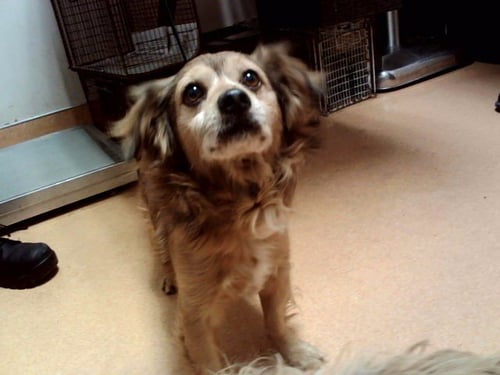 BEN - Terrier available for adoption