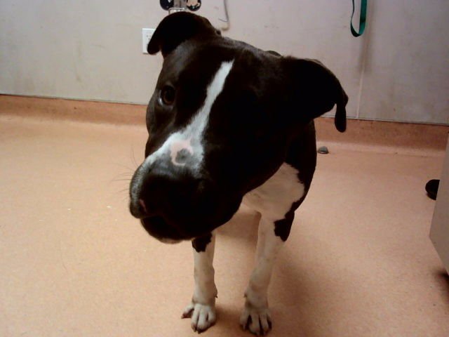 CHRISTOPER ROBIN - Pit Bull Terrier available for adoption