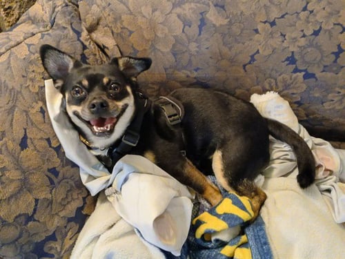 WINIFRED - Terrier available for adoption