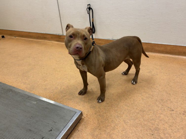 CINNAMON - Pit Bull Terrier available for adoption