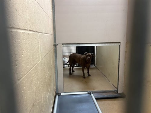 CHARLIE - Pit Bull Terrier available for adoption