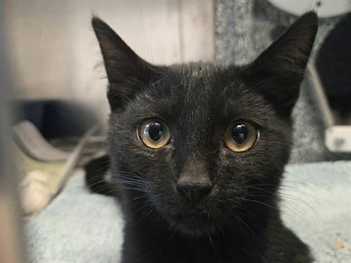 PLANKTON - Domestic Short Hair for adoption in Concord