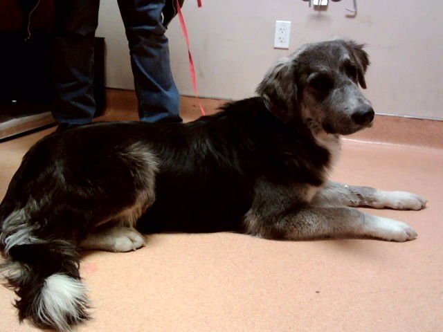 SUGGS - Great Pyrenees / Siberian Husky available for adoption