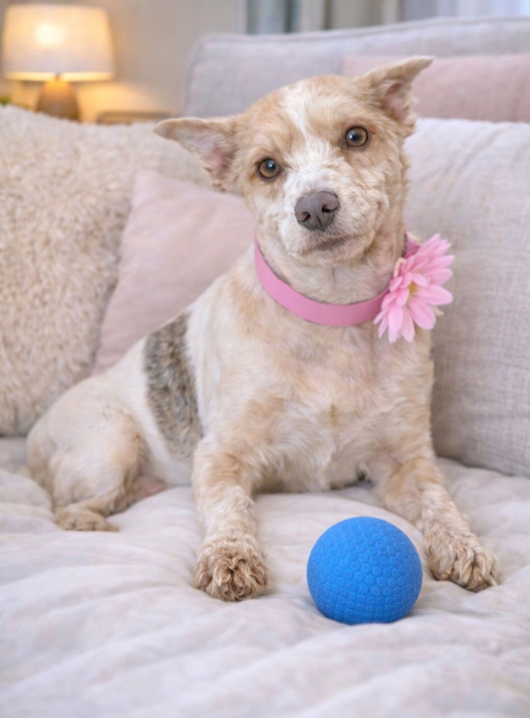 PEPPER - Schnauzer available for adoption