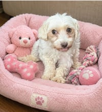 Rosie - Photo 1